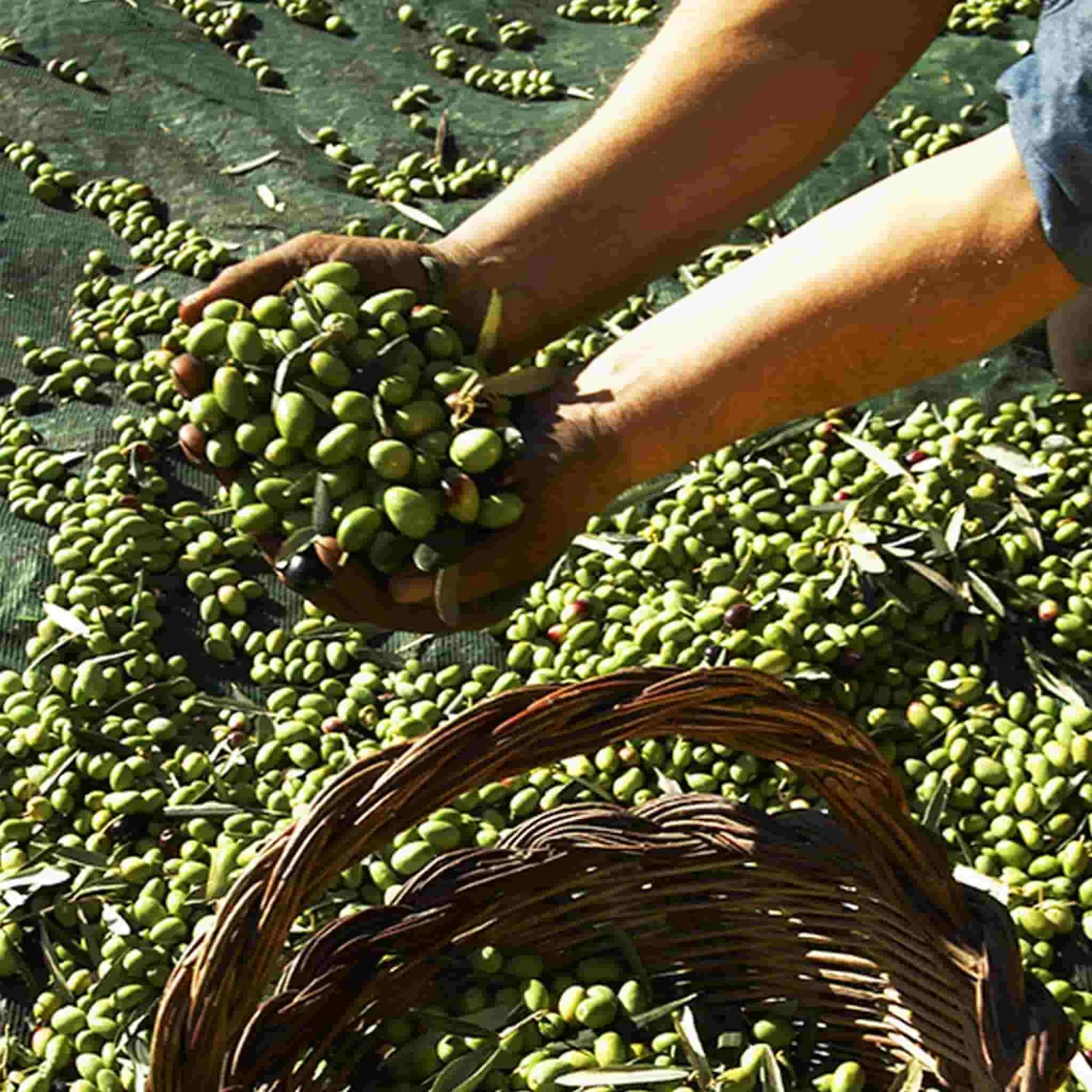 Galantino Puglian Extra Virgin Olive Oil In Blue Splatter Ceramic Bottle 500ml - Image 5