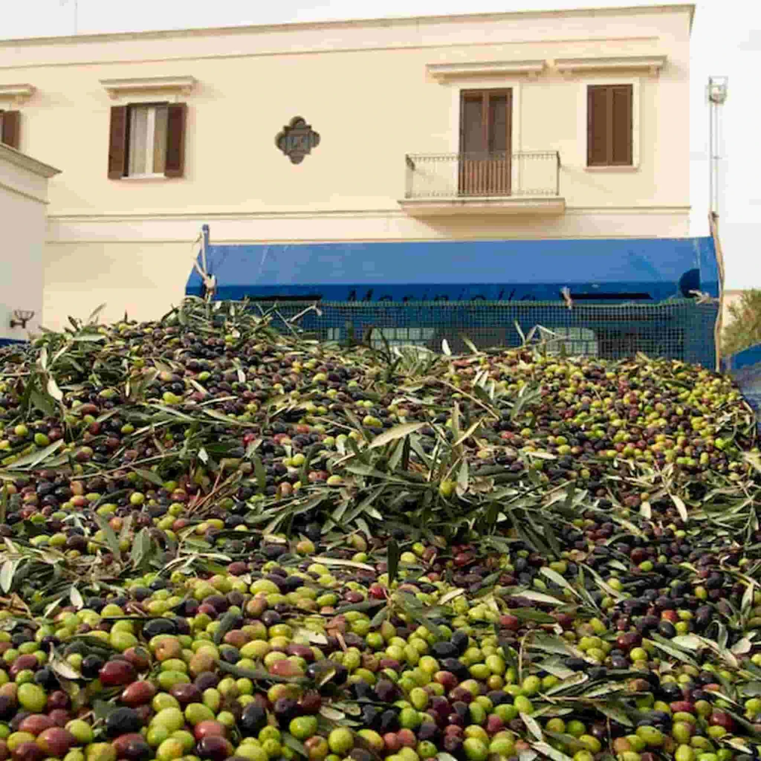 Galantino Puglian Extra Virgin Olive Oil In Rainbow Striped Ceramic Bottle 500ml - Image 4