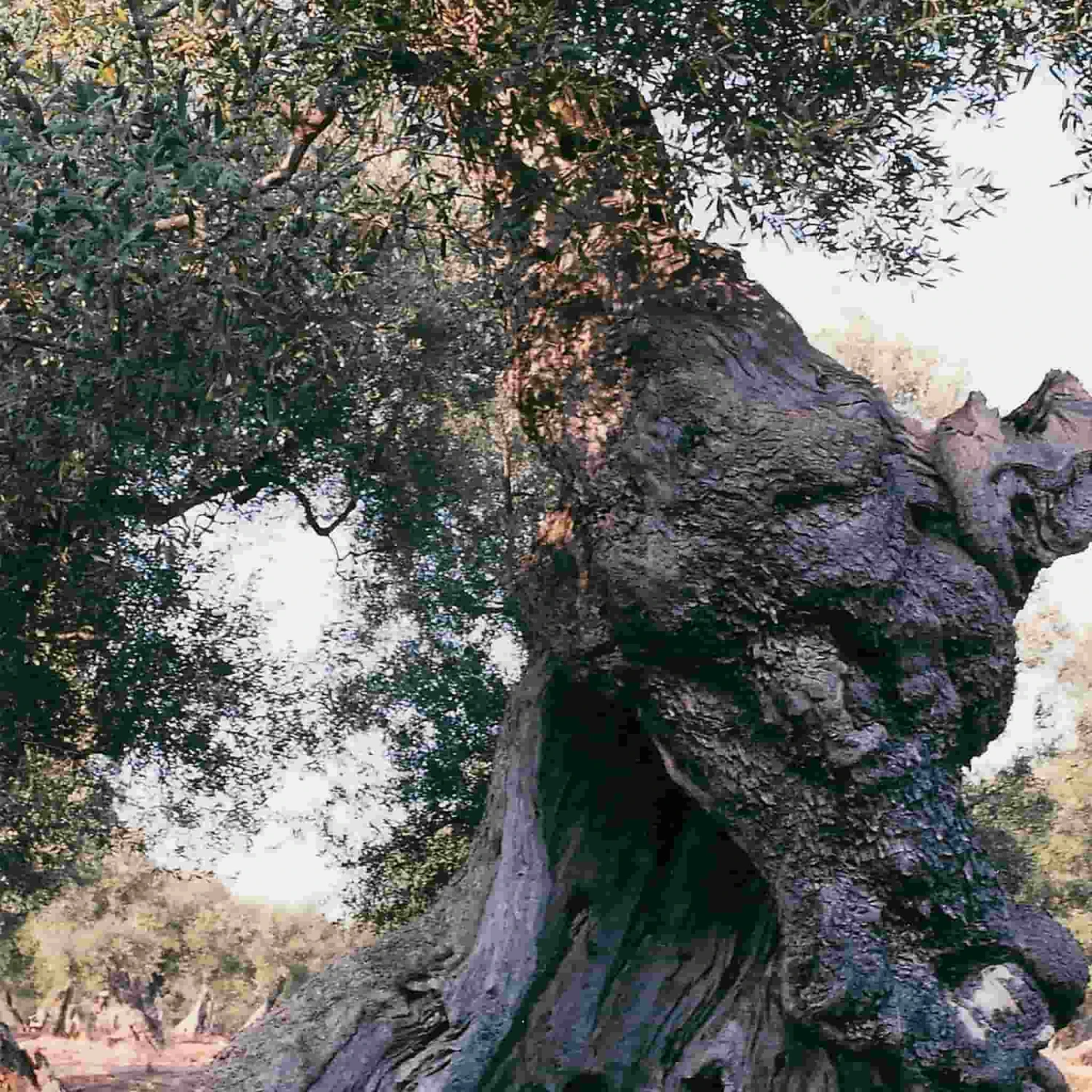 Galantino Puglian Extra Virgin Olive Oil In Rainbow Striped Ceramic Bottle 500ml - Image 3